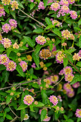 butterfly on a pink flower
