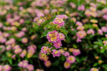 pink flower in the garden