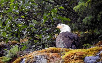 Bald Eagle, Mendenhall Glacier, Juneau, Alaska, United States
