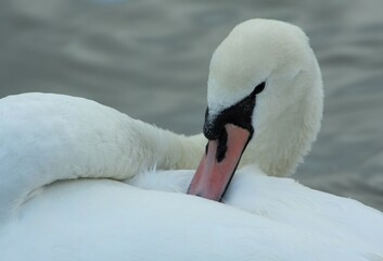 swan on the water