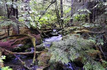 Glacier Forest Trail, Juneau, Alaska, United States of America