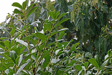 Caucasian plum is a beautiful ornamental tree. Prunus laurocerasus caucasica.