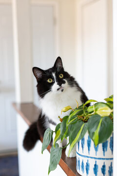 A portrait of a large male cat with an indoor plant. 