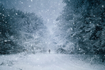 man walking on snowy forest path in winter