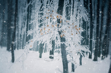 tree with frozen branches in snowy winter woods