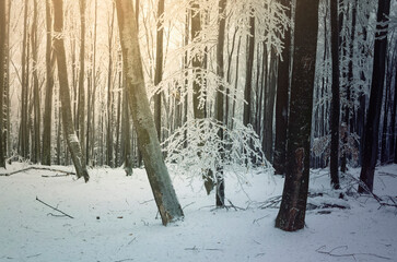 morning sun light in snowy winter woods