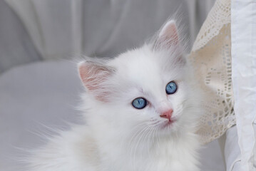 Porträt eines hübschen Ragdoll Kätzchen