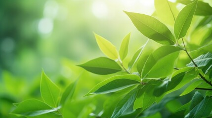 Eco-Friendly Elegance: Green Leaf Close-Up on Sunlit Blurred Greenery
