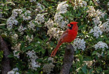 A male Northern Cardinal poses beautifully amid the blossoms of a viburnum.