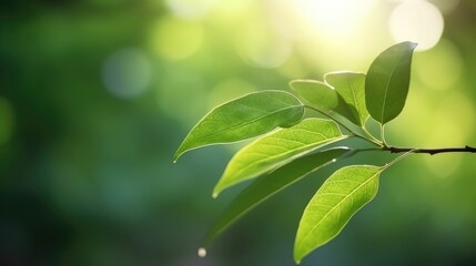Eco-Friendly Elegance: Green Leaf Close-Up on Sunlit Blurred Greenery