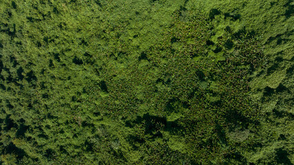 Aerial view of tropical forest landscape