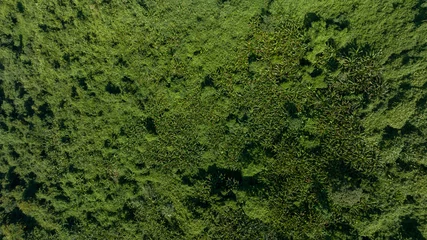 Deurstickers Aerial view of tropical forest landscape © lzf