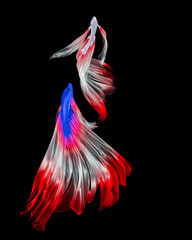 White fighting fish, long flowing red tail, has large red spots, looks like a Tanjo koi fish. Small beautiful fish. Popularly raised to watch or play fighting sports in the past. 3D Rendering..