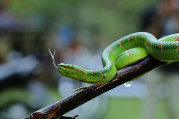 green tree python