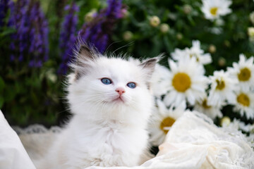 Ragdoll Kitten zwischen blühenden Blumen