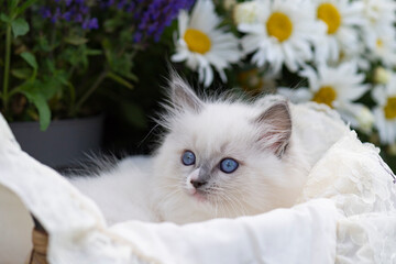 Ragdoll Kätzchen auf der blühenden Terrasse