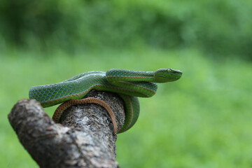 green lizard on a branch