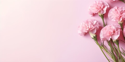 Carnation flowers on pastel background. Creative lifestyle, summer, spring concept. Copy Space