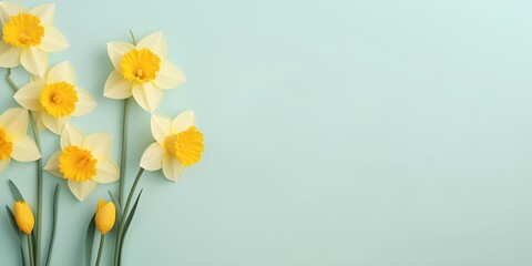 Daffodil flowers on pastel background. Creative lifestyle, summer, spring concept. Copy Space. - obrazy, fototapety, plakaty