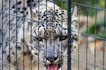 ユキヒョウ