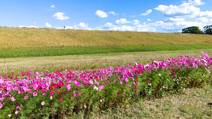 Obraz premium 福岡県の遠賀川に咲くコスモス畑