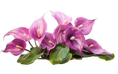 Anthurium Amethyst Allure On Isolated Background