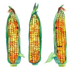 Watercolor handdrawn set of three corn cobs isolated. Botany Illustration of corn plant in natural style. Design  element for decor, packaging, fabric, season offer. Ripe yellow ear of corn.