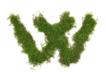 Green moss in shape alphabet letter W isolated on white, clipping path, top view