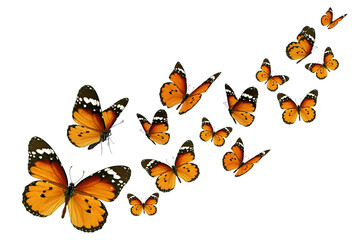 Monarch butterflies in flight on white background.