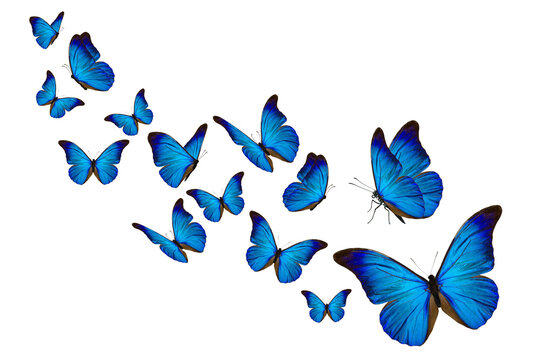 Blue butterfly on a white background