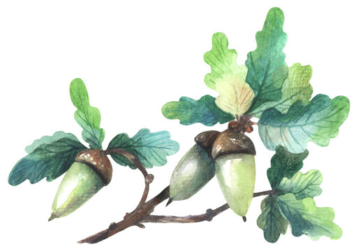 watercolor acorns on branch, green leaves clip art preview