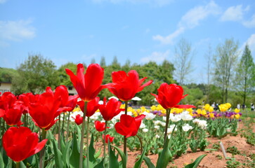 【広島県】世良高原・チューリップ