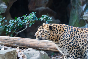 leopard in the zoo