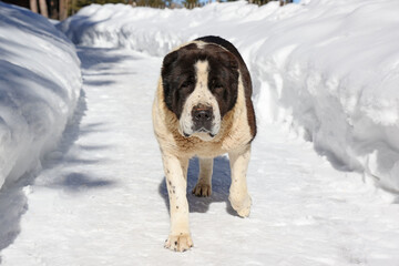 Big asian shepherd dog walking on snow path in winter time, close-up shot