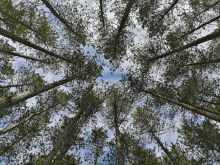 The tops of the evergreen trees look from the bottom up, pine forest on sunny day, low angle view