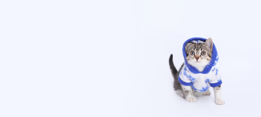Lovely tiny kitten ready for cold winter. Beautiful web banner with copy space. Kitten wearing white blue hooded sweater against a light background. Studio portrait of  kitten looks up. Pet Supplies