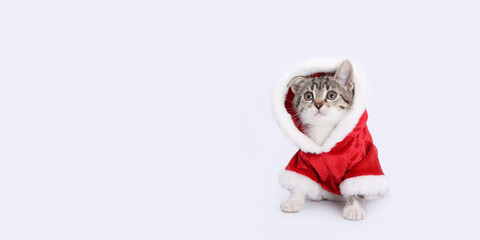 Cat in Santa costume. Cat Santa Claus on the white background. Merry Christmas. Happy New Year. 2024. Santa's helper. Holiday. Christmas cat card. Winter. Studio shot of Kitten in festive outfit