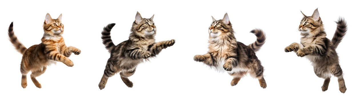 Set of Flying or Jumping Cat, Seen from Both Side and Front, Isolated on Transparent Background, PNG