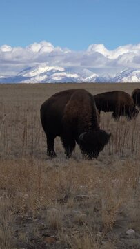 Bizons in Flatlands of Utah on Sunny Winter Day. USA. Snow-Capped Mountains on Background . Vertical Video