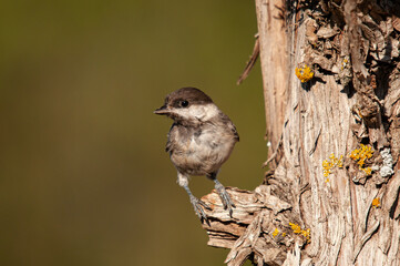 Sombre Tit (Poecile lugubris) on the tree branch. Blurred and natural background. Small, cute, songbird.
