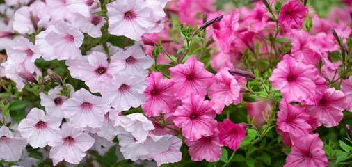 różowa i biała supertunia, petunia w letnim ogrodzie - obrazy, fototapety, plakaty