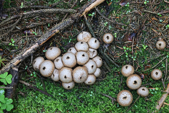 Common puffball, Lycoperdon perlatum, also known aswarted puffball, gem-studded puffball, or the devil's snuff-box, wild fungus from Finland