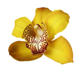 Yellow orchid (Cymbidium) flower isolated on a white or transparent background