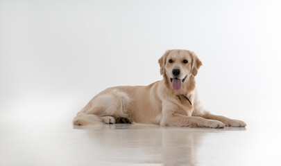 labrador dog on a white background. isolated