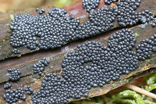 Cribraria argillacea, a slime mold from Finland, no common English name