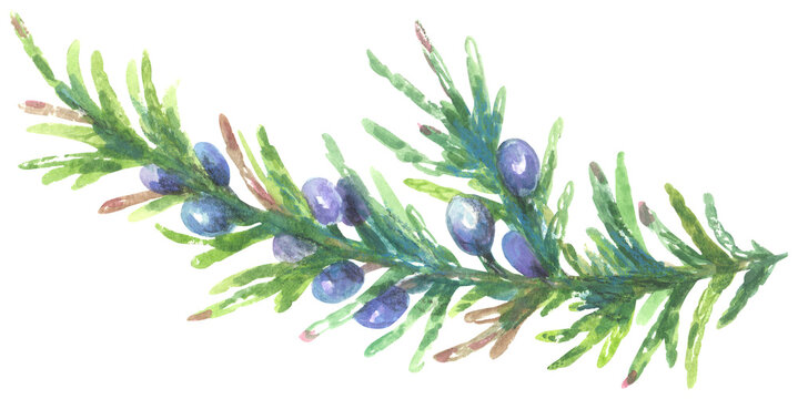 Coast juniper Juniperus virginiana silicicola. Watercolor hand drawing painted illustration. © Poltavska