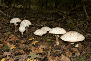 Group of Shaggy Parasol, chlorophyllum rhacodes, mushrooms in the forest.