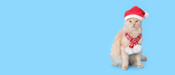 Cat wearing red Santa Claus cap. Christmas cat card. Santa's helper. Ginger Cat with Santa hat on blue background. Happy New Year 2024. Celebration. Holiday concept. Web banner with copy space.  