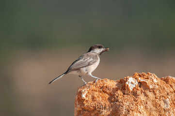 Sombre Tit (Poecile lugubris) feeding on rock. Blurred and natural background. Small, cute, songbird.