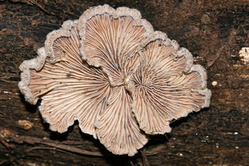 White Schizophyllum commune, splitgill mushroom